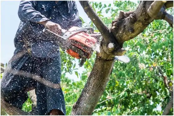 tree services Richland Hills